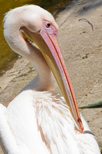 Close-up of a bird