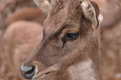 Close-up of a horse