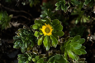 Close-up of flowers blooming outdoors