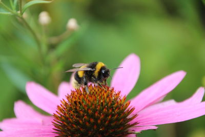 Close-up of honeybee pollinating eastern purple coneflower