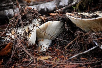 Close-up of mushrooms