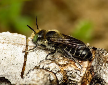 Close-up of bee on rock