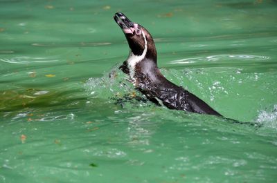 Duck swimming in sea