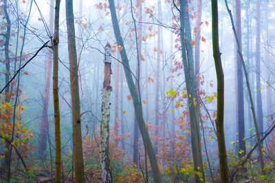 Trees growing in forest during autumn