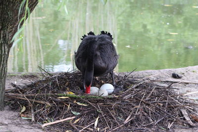 Black swan in nest