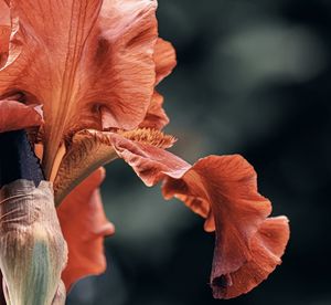 Close-up of orange flowering plant