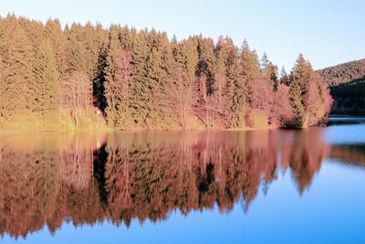 Reflection of trees in lake against clear sky