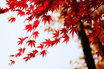 Low angle view of maple leaves against sky