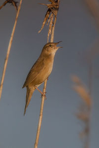Low angle view of bird perching on branch against sky