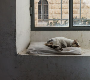 Cat sleeping on window