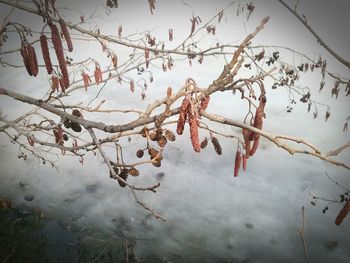 branch