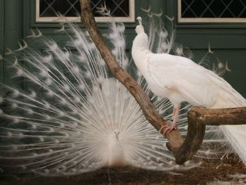 Close-up of peacock