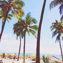 Palm trees on beach