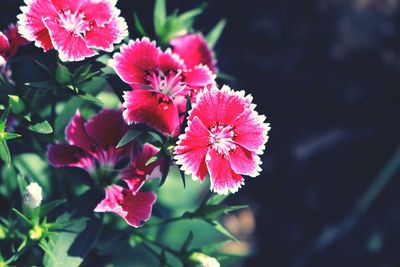Close-up of pink flowers blooming outdoors