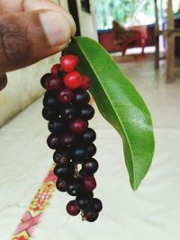 Close-up of hand holding berries