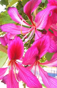 Close-up of pink flowers blooming outdoors