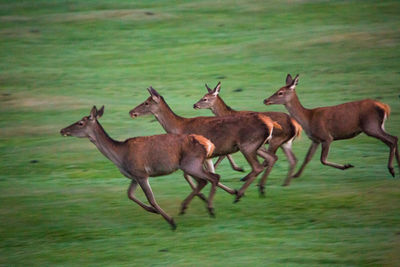 Horses on field