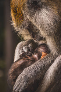 Close-up of monkey mama holding her baby gently