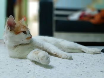 Cat lying on a floor