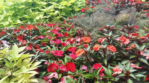 Close-up of red flowers