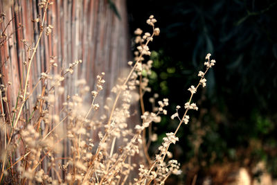Close-up of plant