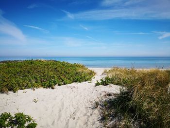 Plants growing on beach against sky