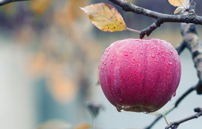 Close-up of apple on tree