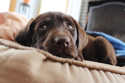 Close-up portrait of dog relaxing at home