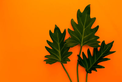 Close-up of plant against orange background