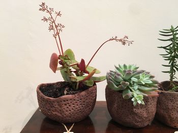 Close-up of potted plant