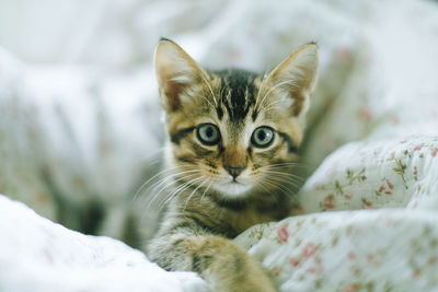 Close-up portrait of a cat