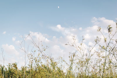 Low angle view of plants against sky