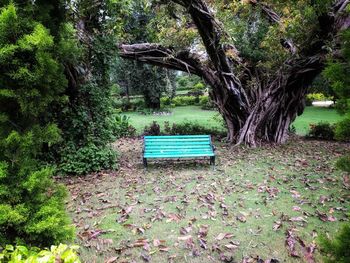 Trees growing in park