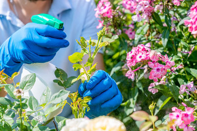 Gardener treats roses in the garden with a garden sprayer from insect pests