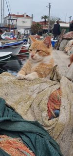 Cat relaxing on boat
