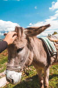 Close-up of horse on field against sky