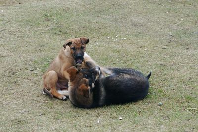 Dog sitting on grass