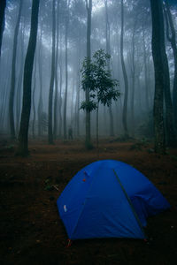 Scenic view of forest