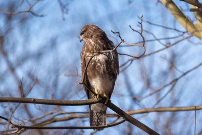 Low angle view of bird perching on branch