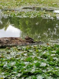 View of lotus leaves floating on lake