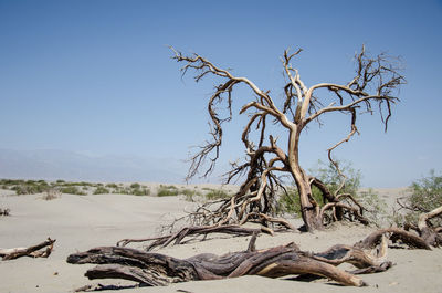 Bare tree on sand against clear sky