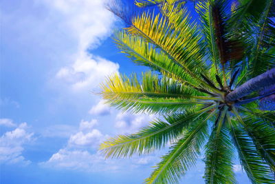 Low angle view of palm tree against blue sky