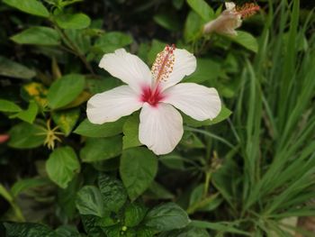 Close-up of white flowering plant