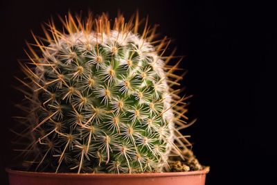 Close-up of cactus plant