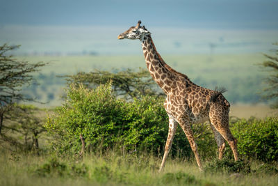 Masai giraffe walking past bushes in sunshine