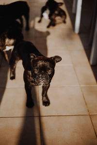 High angle view of dog standing on tiled floor