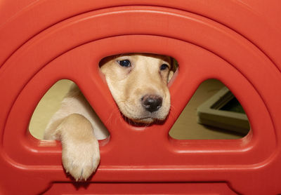 A small labrador puppy looking to the left of the picture while his sibling sneaks up on him