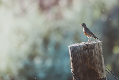 Close-up of bird perching on wooden post