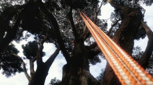 Low angle view of trees