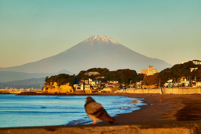 Rear view of bird sitting at beach with snowcapped mountain against sky during sunrise